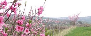 Prunier rose vers Flexbourg - Photo Gte en alsace